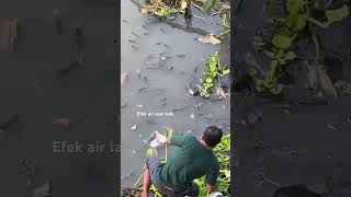 Air laut pasang ikan air tawar jadi mabuk fishing paser mancing ikanmabuk ikanmubal [upl. by Stella]