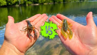 Live Crawfish vs Artificial Crawfish Fishing Showdown [upl. by Dikmen255]