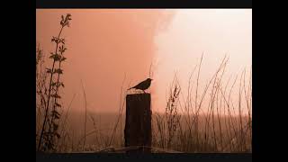 Maria Daines  Blackbirds In The Churchyard [upl. by Nohsyt]