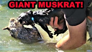 Boon Catches RECORD BREAKING Muskrat [upl. by Dib]