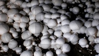 How to grow your own Mushrooms at home [upl. by Studley923]