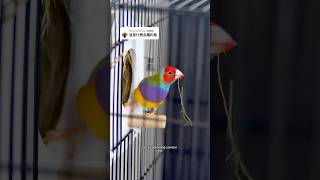 gouldamadine gouldianfinch gouldianbird bird nature zebrafinch finchesbirds finches [upl. by Analak]