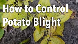 Blight 5 Ways to Control Potato Blight Late Blight [upl. by Vaios]