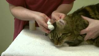 How to apply ear drops and clean your cats ears [upl. by Miltie]