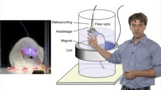 Microscopy Optogenetics Karl Deisseroth [upl. by Nnaik]