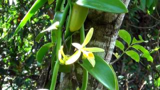 VANILLA ORCHID VANILLA PLANIFOLIA ORQUÍDEA VANILLA BAUNILHA CRABRO WASPS POLLINATOR WASPS [upl. by Amlez]