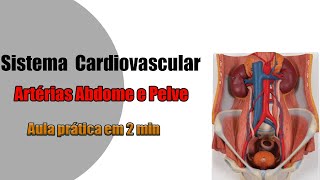 Anatomia das artérias do abdome e pelve 4K  Anatomia Humana  Anatomia [upl. by De350]