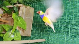 Breeding gouldians easilyBeginnersBefore breedingAfter breedingFoster method [upl. by Gaile]