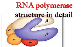 RNA polymerase structure in detail [upl. by Eulaliah179]