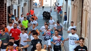 Festejos Taurinos en El Puig de Santa María 2024 Encierro y prueba de vacas de El SalinerSant Roc [upl. by Ardekan]