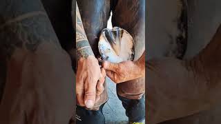 Horse Hoof Cleaning  Satisfying restoration  ASMR Farrier [upl. by Ylekalb779]