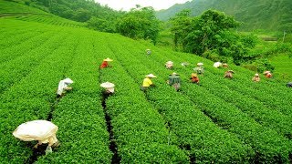 Places to Visit in Darjeeling Tea Garden  Darjeeling Tourism Tea Garden [upl. by Garth]