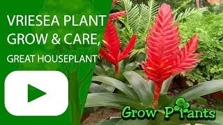 Vriesea  grow amp care great houseplant [upl. by Nonah]