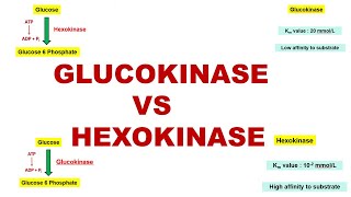 Glucokinase vs Hexokinase  Glycogenesis  Glycolytic Enzymes  Dr Ghanshyam Jangid [upl. by Edrea540]