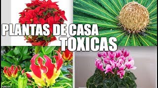 Plantas comunes que son tóxicas [upl. by Galloway]