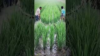 Method of killing pests in rice crops  paddy shorts [upl. by Ydaj]