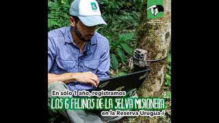 En 1 año registramos los 6 felinos 🐾 que habitan la selva misionera [upl. by Anelah]