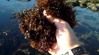 Irish Moss Chondrus crispus with Tidepool Tim of Gulf of Maine Biological Supply [upl. by Ahsiloc494]