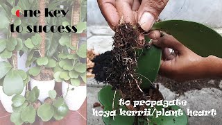 Root propagation hoya kerrii from leaf cutting one step you should know  GreenOnGreenTV [upl. by Nivan]