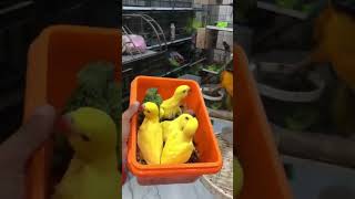 Yellow Ringneck parrot chicks yellowringneckparrotchicks parrotchicks [upl. by Hough]