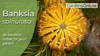 Banksia spinulosa  Hairpin Banksia [upl. by Solange]