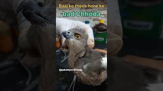 Baaj theek hone ke bad Chhoda😤😮 savebird huntertreatment released forestshortsviral 🙏🙏 [upl. by Kehoe]