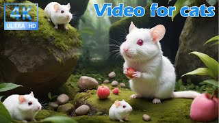 The Best Cat TV in 4K 🐭 Fascinating Mouse Footage for Feline Friends 🐱 [upl. by Koblick]