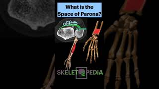 What is the Space of Parona Shorts Radiology OrthopedicSurgery [upl. by Hooke]