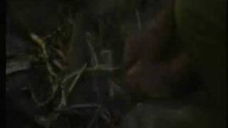 Im A Celeb 2008 Ep 1  Part 5 [upl. by Earahc164]