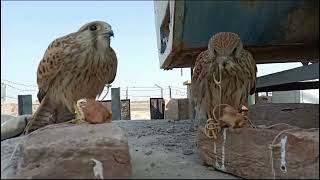 2 cute kestrels [upl. by Loralie764]