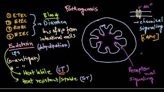 Escherichia coli pathogenesis [upl. by Ruff]