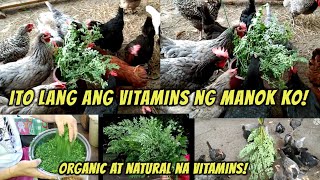 Organic at natural na vitamins para sa mga manok [upl. by Anyela453]