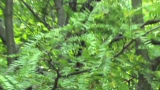 how to identify Gleditsia triacanthos [upl. by Callie]