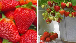 How to Grow Strawberries Easy Fruit Growing Guide [upl. by Felipa]