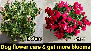 Dog flower care tip amp get more flowersSnapdragon plantडाॅग फ्लावर पर ज्यादा फूल पाने का तरीका [upl. by Dearden]