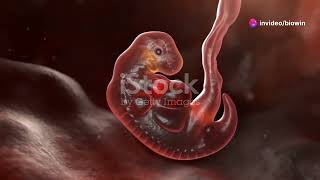 3D Model of Human Embryonic Develop  NEET  By Nagavelli Prasad [upl. by Magdalene]