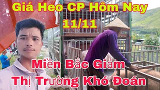 Giá Heo Hơi Ngày Hôm Nay 1111 CP Giảm Giá Thị Trường Khó Đoánnongtraihoakieu [upl. by Acirea]