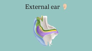 Anatomy of the ear external ear [upl. by Timmie636]