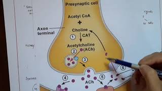 HOW ACETYLCHOLINE WORKS [upl. by Maureene]