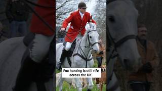 Fox hunting is still rife across the UK shorts [upl. by Neelsaj]