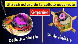 Comparaison de lultrastructure des cellules eucaryotes animale et végétale [upl. by Amara]