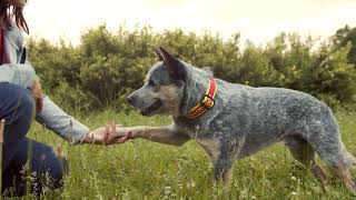 Amazing Loki  Australian cattle dog  dog tricks amp fun [upl. by Animar]