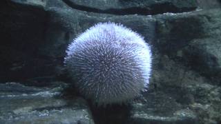 Edible Urchin Echinus esculentus  Sea Anemone [upl. by Rivard]