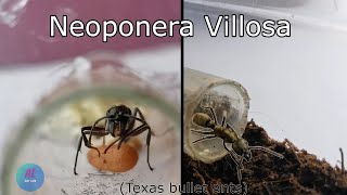 Neoponera Villosa Texas Bullet Ants  ANT LIFE [upl. by Welford]