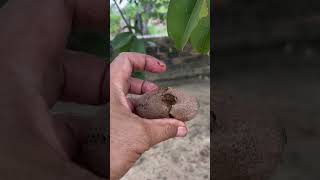 Sapodilla picking usa tropicalfruit fruitsworld fruitcutting fruit fruitnation [upl. by Adnohsor30]