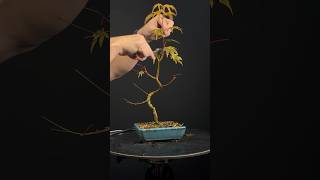 Taille érable palmatum au mois de décembre bonsai taille érable [upl. by Asilrak]