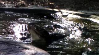 Alligator Bellowing and Fighting [upl. by Grosberg]