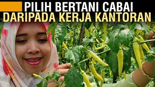 MANTAN PEKERJA KANTORAN RAUP PULUHAN JUTA DARI BERTANI CABE [upl. by Rolfston]