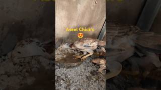 Pure Aseel Chicks 😍 aseel chicken aseelmurga typetsvlogshehrmaindihat [upl. by Yhpos]