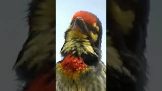 Bird Sound  Coppersmith Barbet [upl. by Eula]